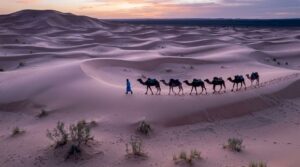 Camel caravan crossing Sahara dunes at sunset